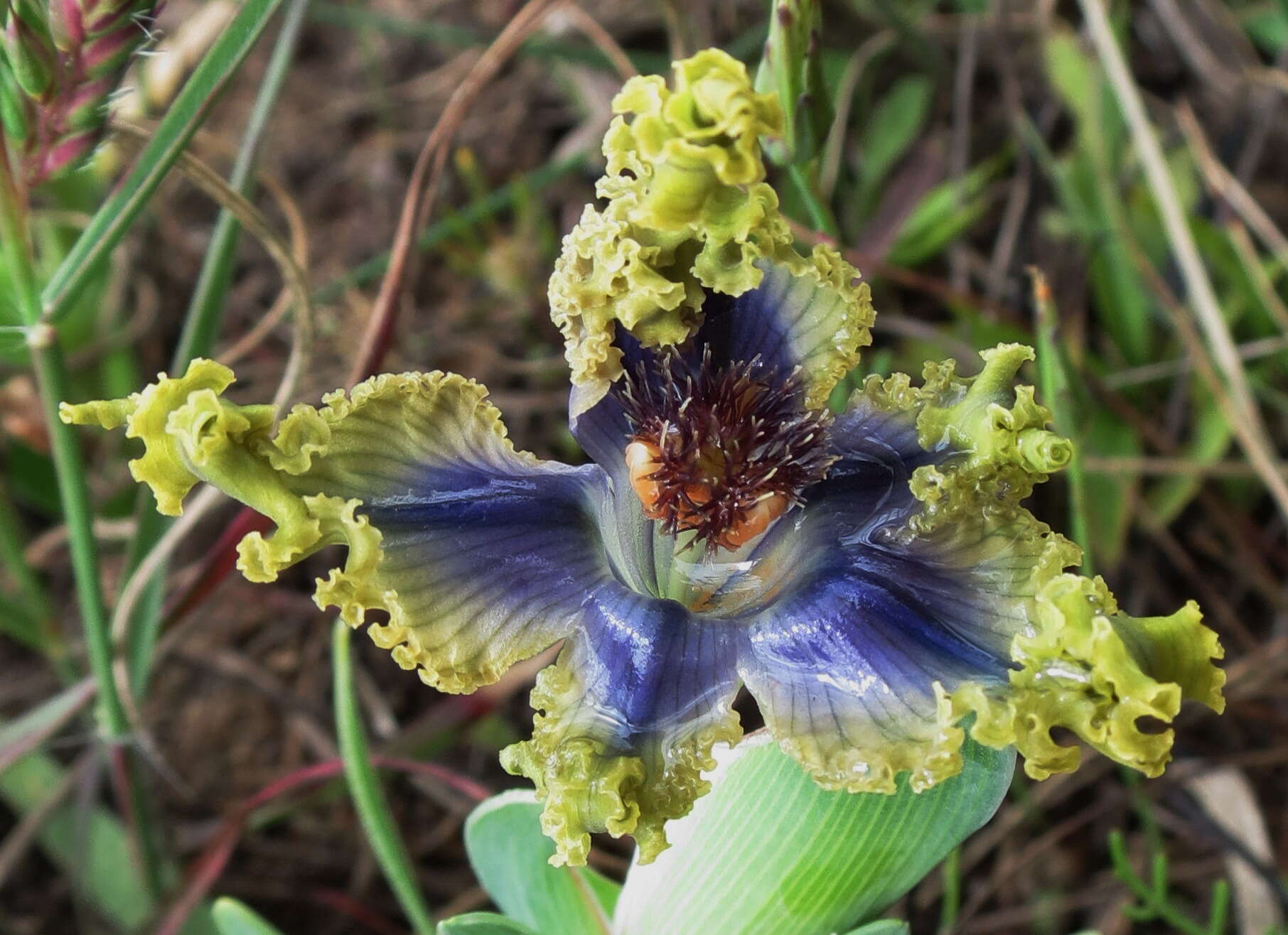 Image of Ferraria uncinata Sweet