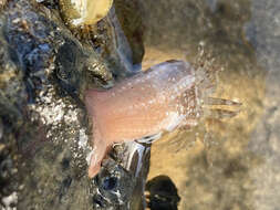 Image of gem anemone