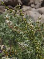 Imagem de Salvia microstegia Boiss. & Balansa