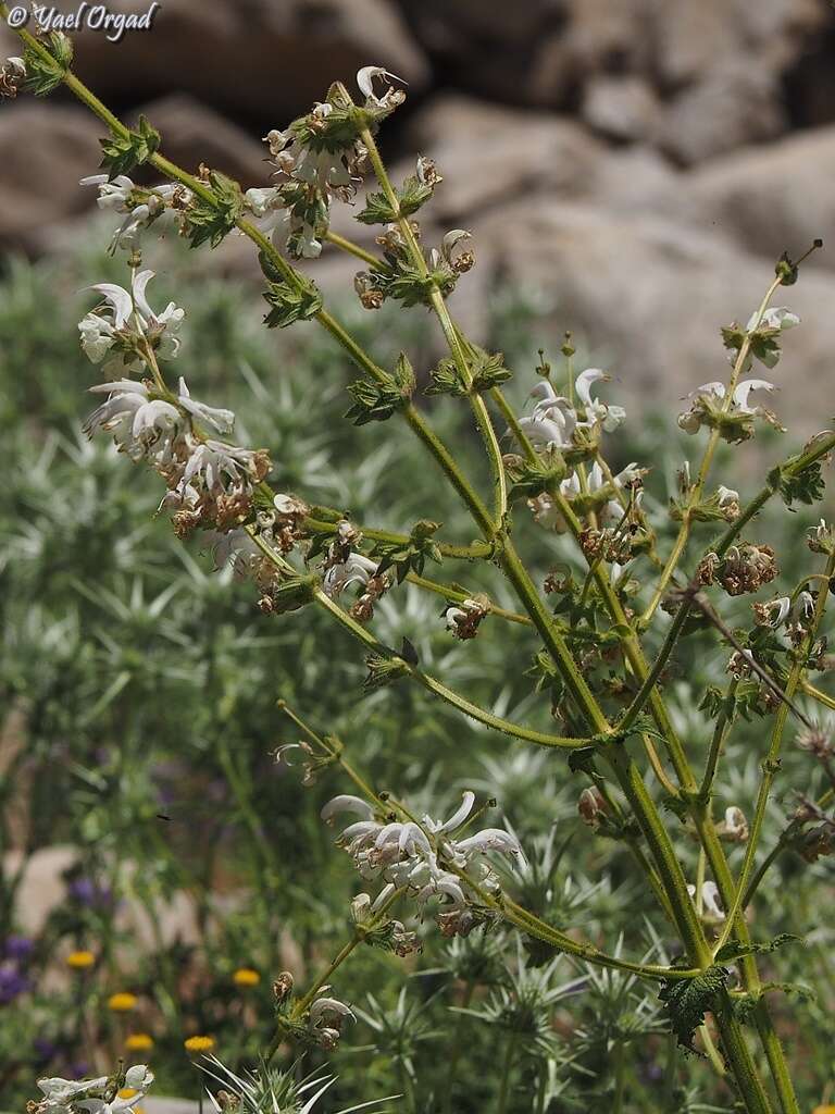 Imagem de Salvia microstegia Boiss. & Balansa