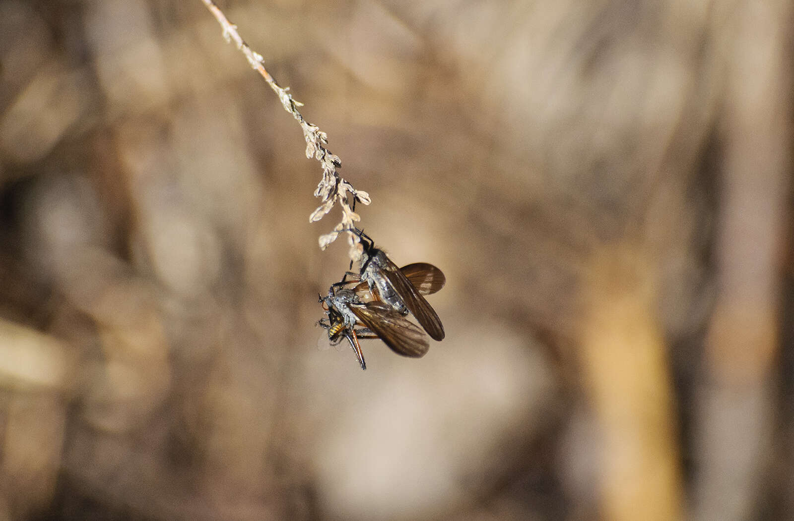 Imagem de Empis borealis Linnaeus 1758