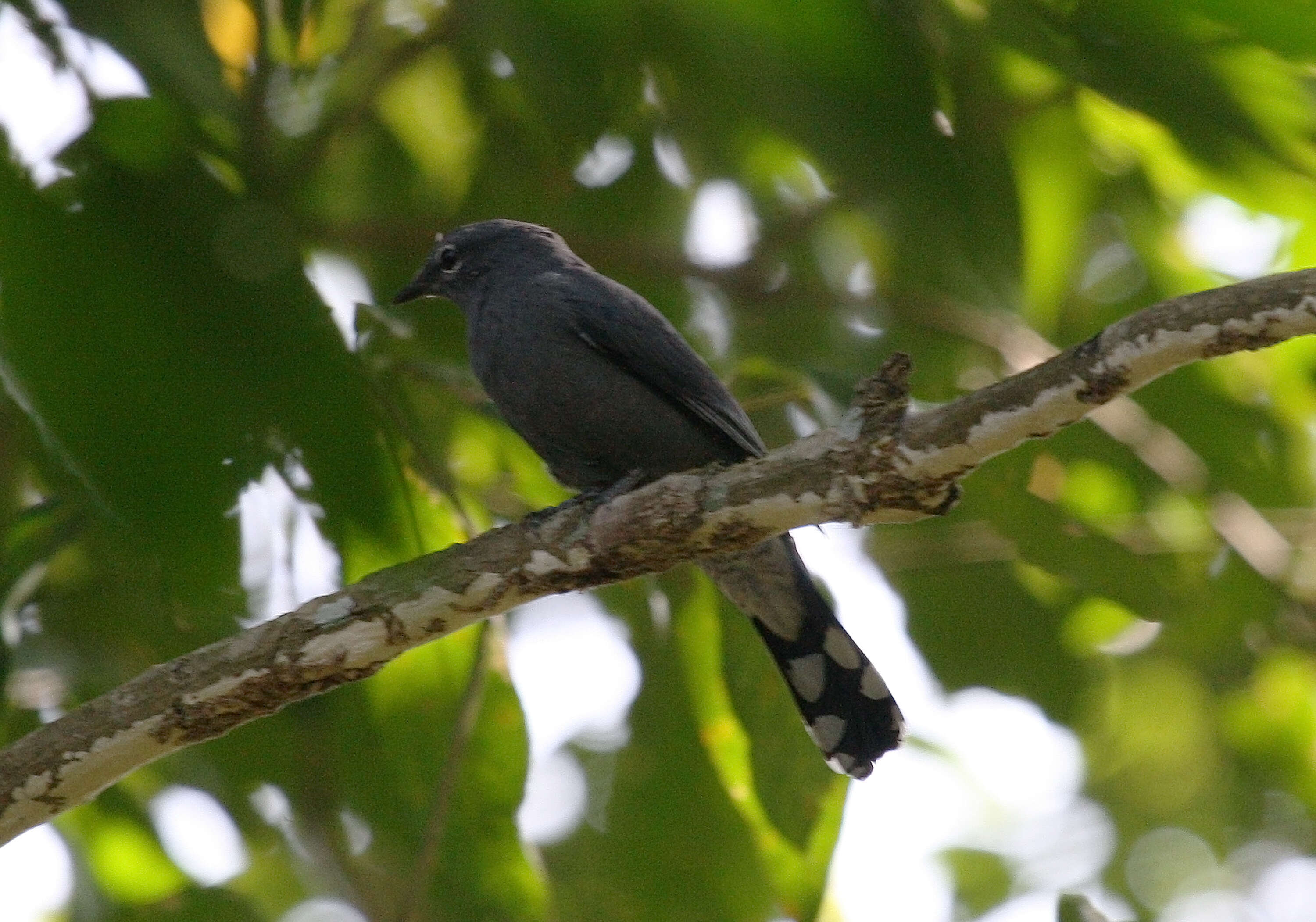 Image of Black-winged Cuckooshrike