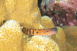 Image of Axelrod's Clown Blenny