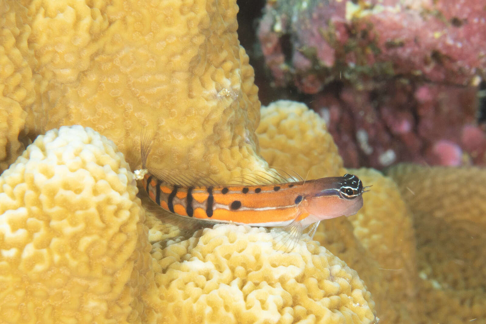 Image of Axelrod's Clown Blenny