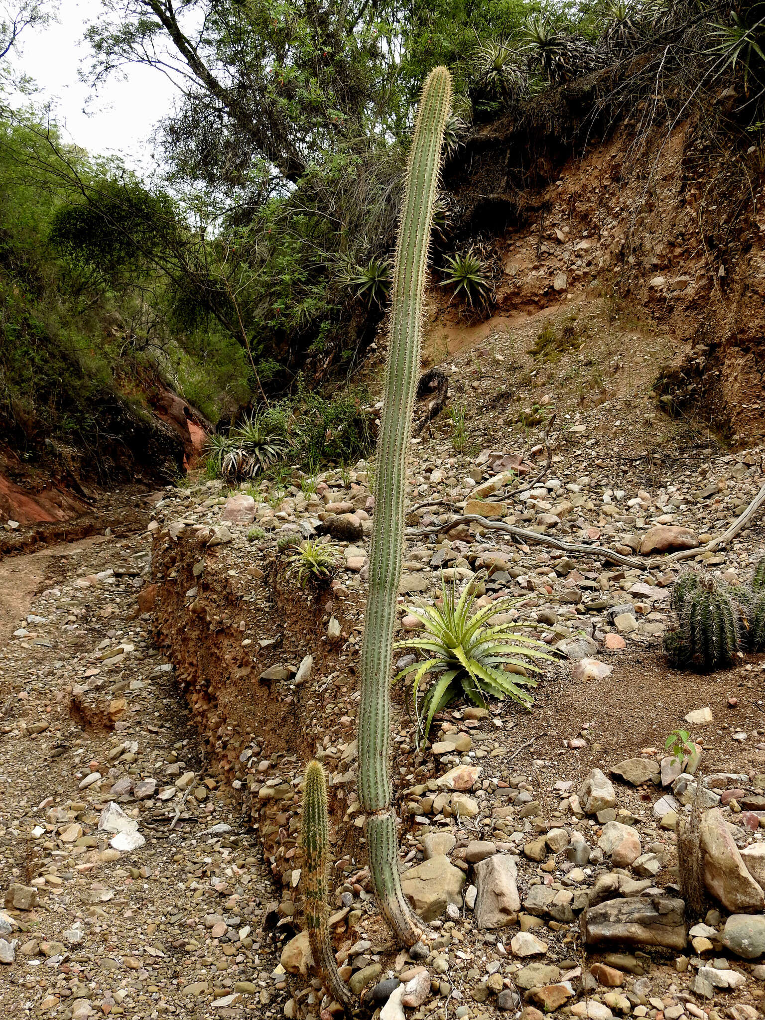 Plancia ëd Cleistocactus parviflorus (K. Schum.) Rol.-Goss.