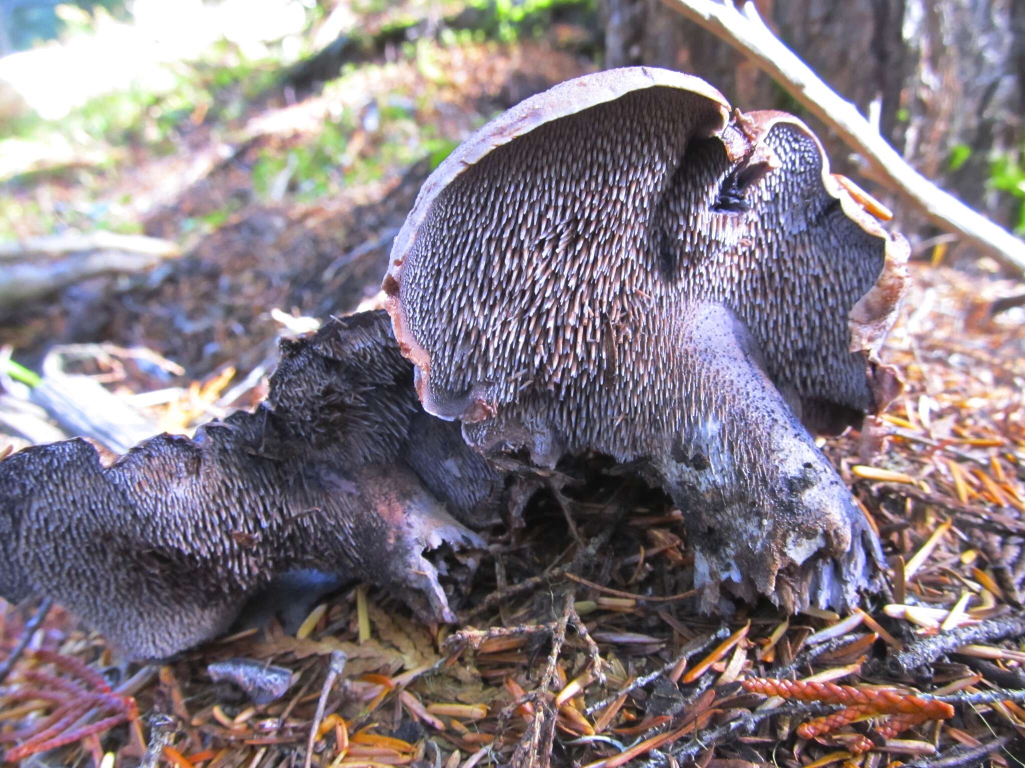 Image of <i>Hydnellum fuscoindicum</i>