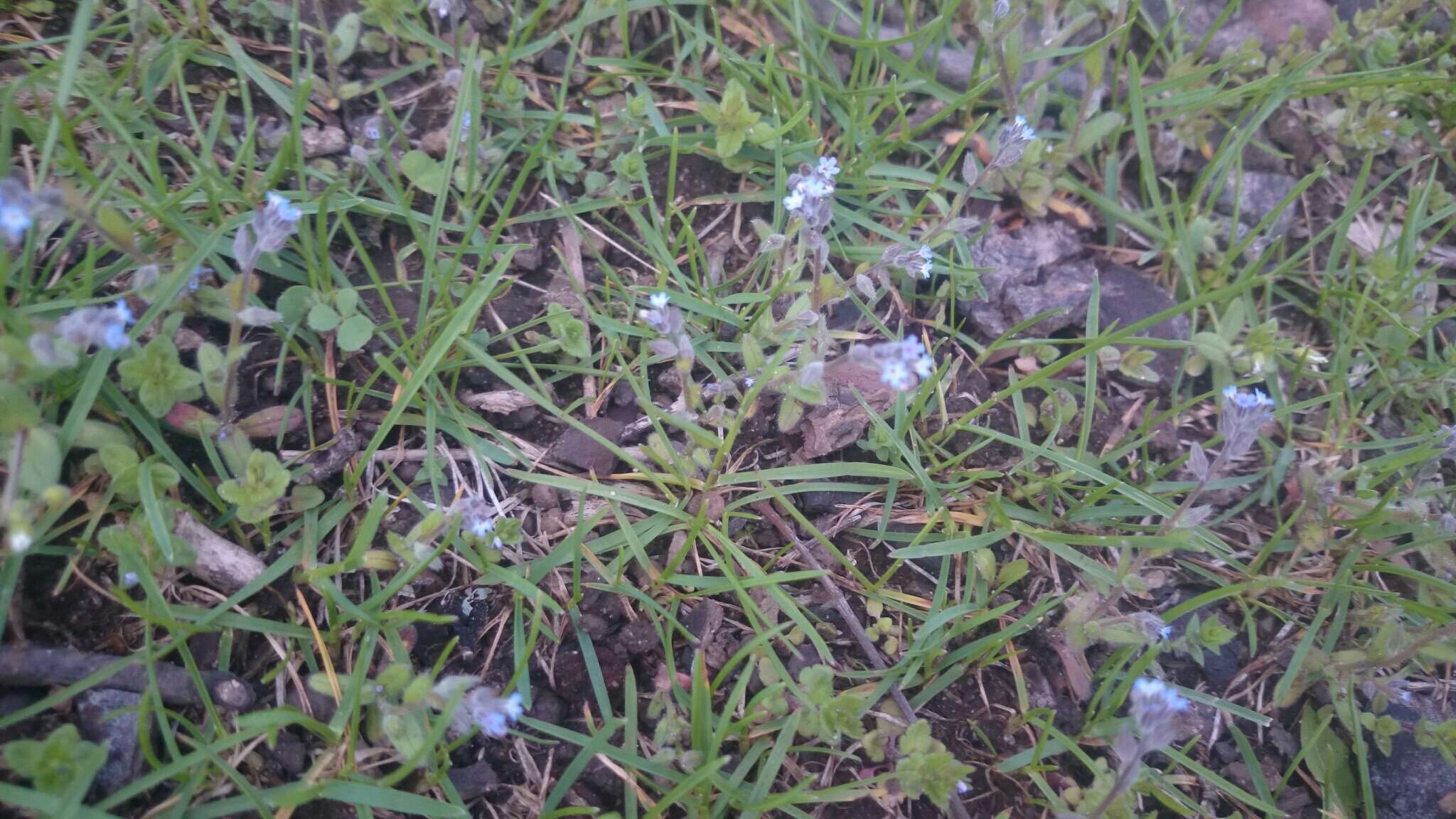 Image of strict forget-me-not