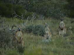 Macropus subgen. Osphranter Gould 1842的圖片