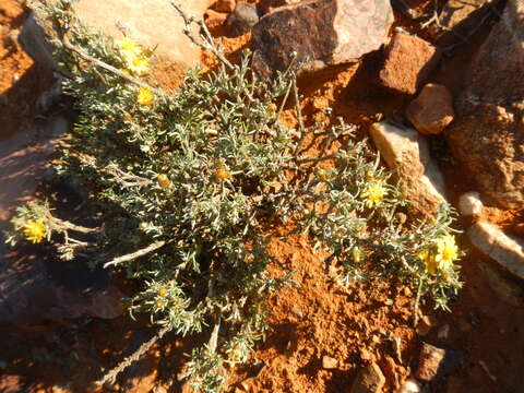 Image of Oedera humilis (Less.) N. G. Bergh