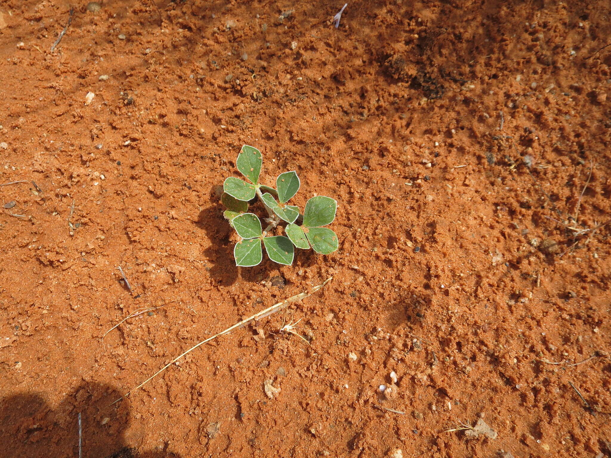 Image of beaver Indian breadroot