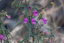 Image of cutleaf beardtongue