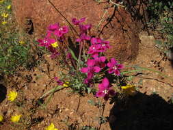 Image of Lapeirousia silenoides (Jacq.) Ker Gawl.