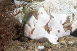 Image of Painted frogfish