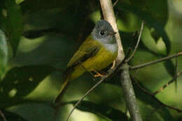 Image of Canary-flycatcher