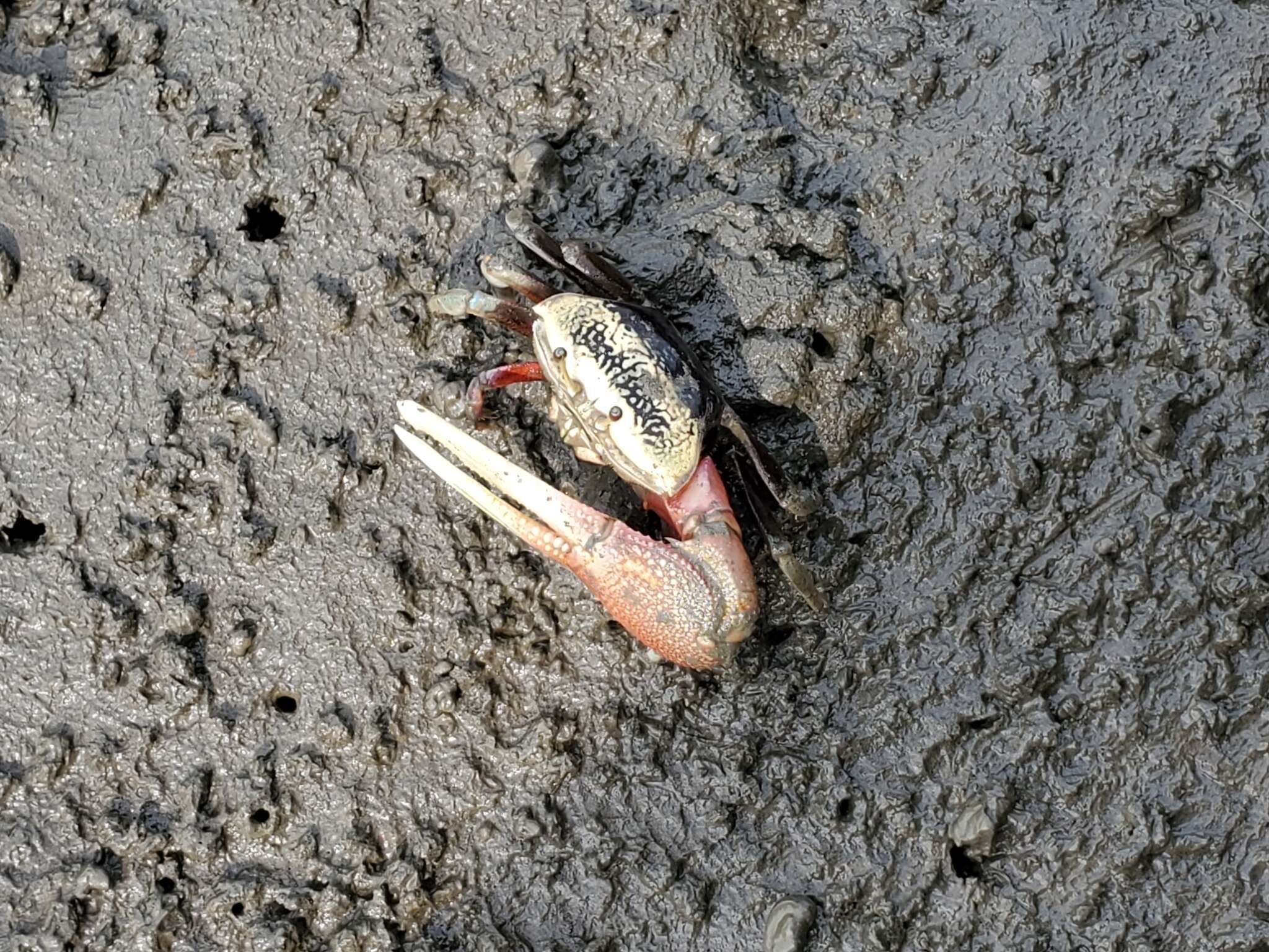 Image of Fiddler Crab