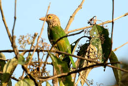 Psilopogon lineatus (Vieillot 1816) resmi