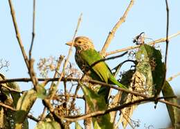 Psilopogon lineatus (Vieillot 1816) resmi