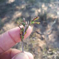 Image of Gnidia laxa (L. fil.) Gilg