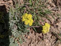 Слика од Lomatium austiniae (Coult. & Rose) Coult. & Rose