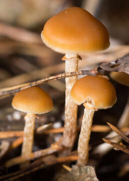 Image of Galerina sideroides (Bull.) Kühner 1935