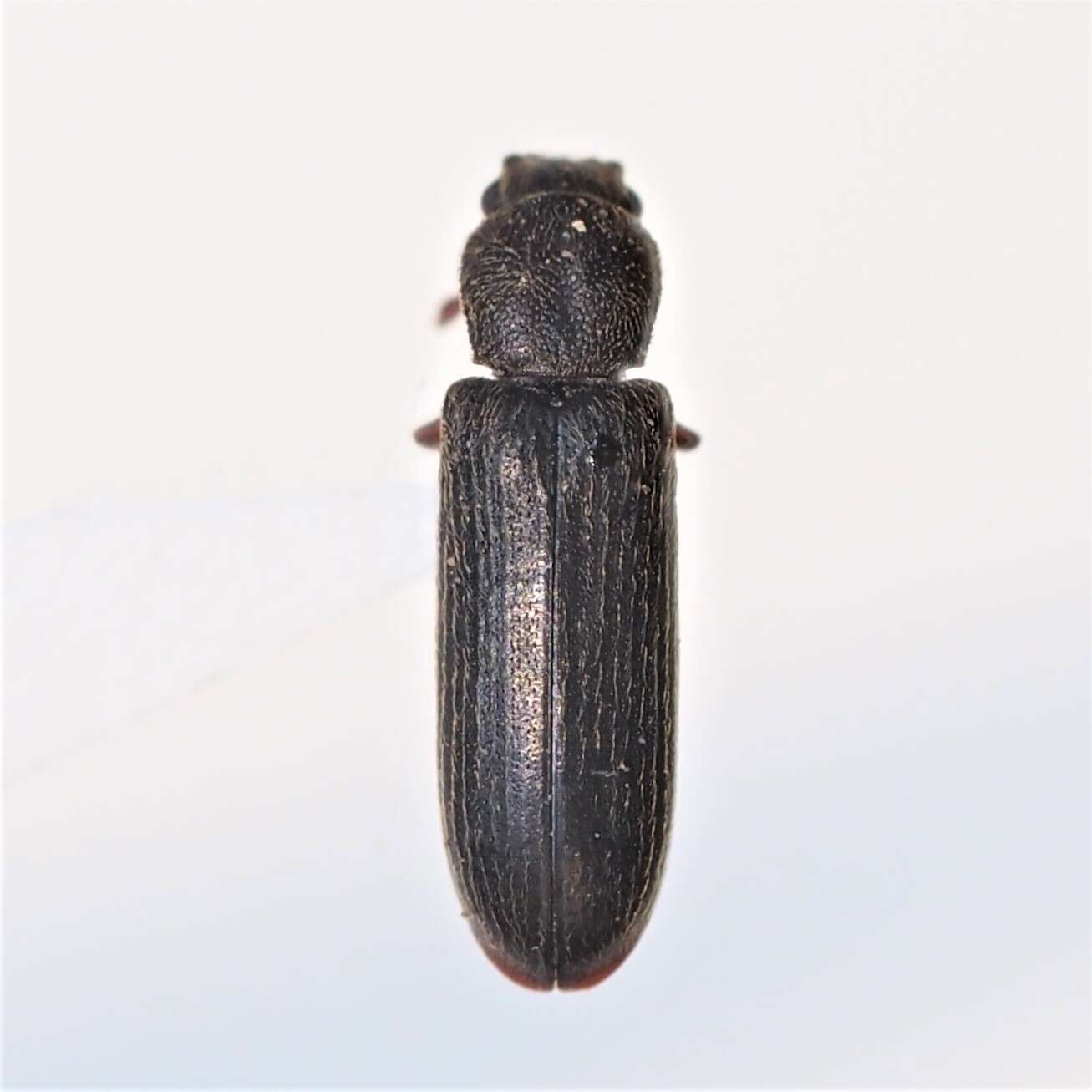 Image of Southern Lyctus Beetle