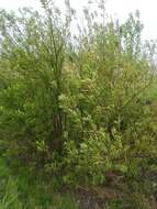 Imagem de Salix triandra L.