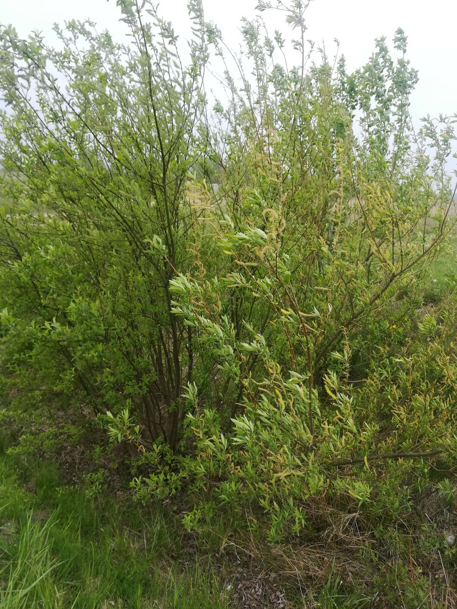 Image of Almond-leaved Willow