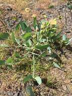 Image of barestem biscuitroot