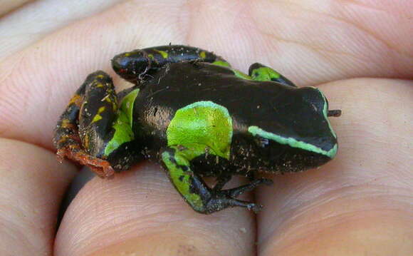 Image of Baron's Mantella