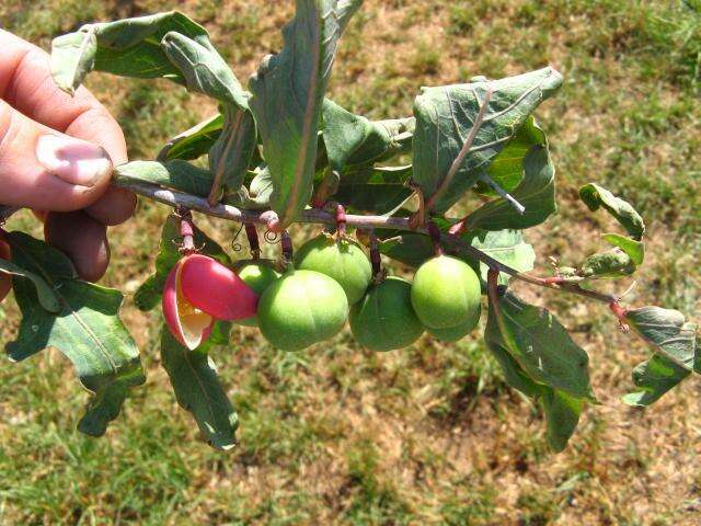 Image of Adenia repanda (Burch.) Engl.