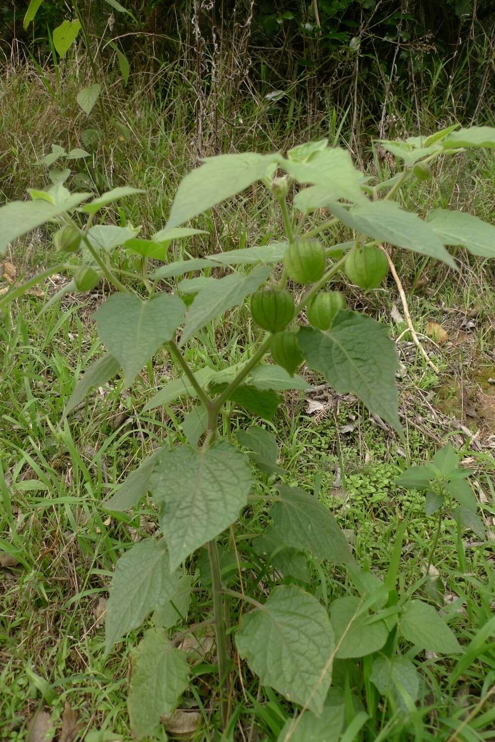 Image of Peruvian groundcherry