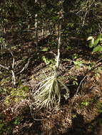 Image of Tillandsia duratii var. saxatilis (Hassl.) L. B. Sm.