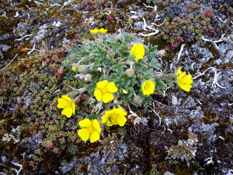 Imagem de <i>Potentilla pedersenii</i>