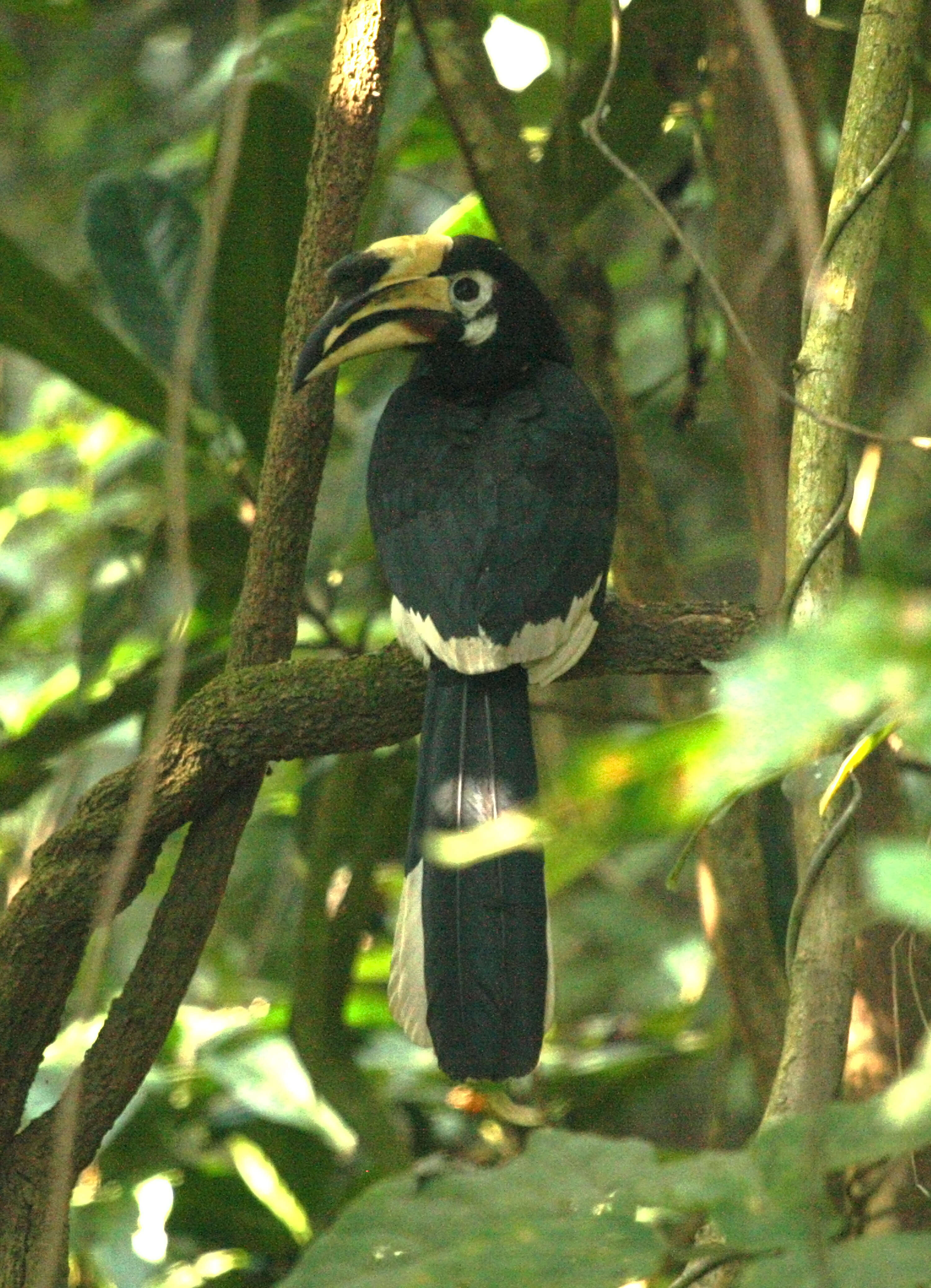 Image of Oriental Pied Hornbill