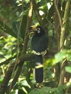 Image of Oriental Pied Hornbill