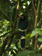 Image of Oriental Pied Hornbill