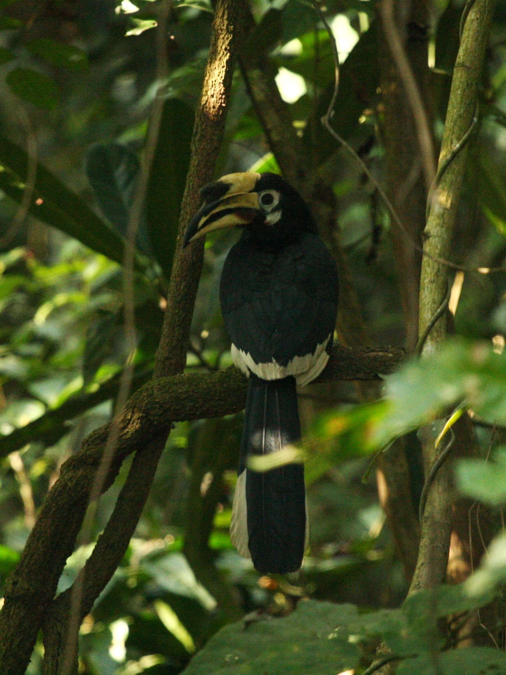 Image of Oriental Pied Hornbill