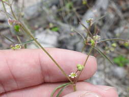 Image of blackseed spurge