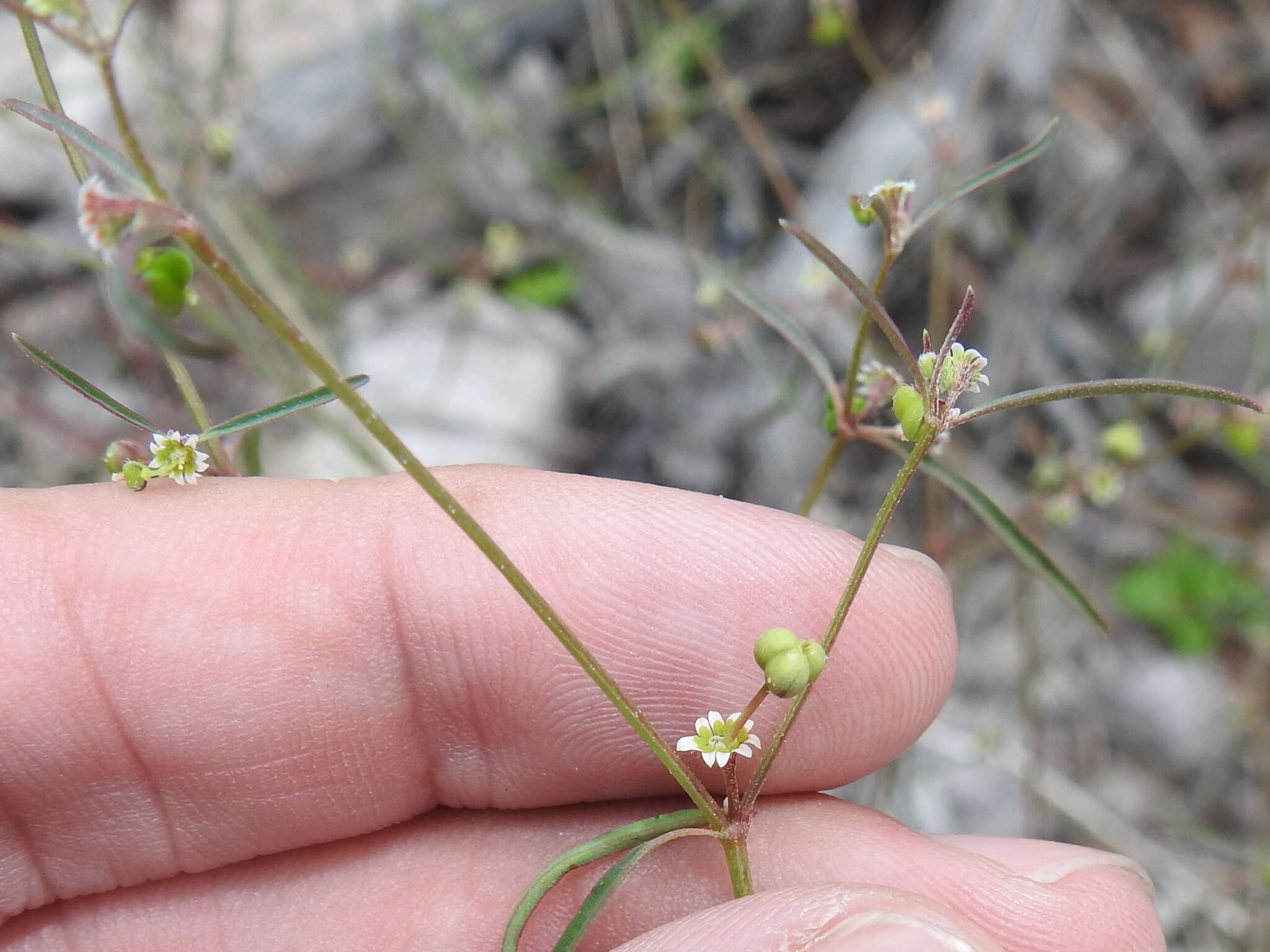 Image of blackseed spurge