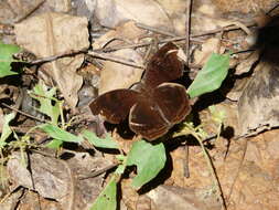 Imagem de Junonia stygia Aurivillius 1894