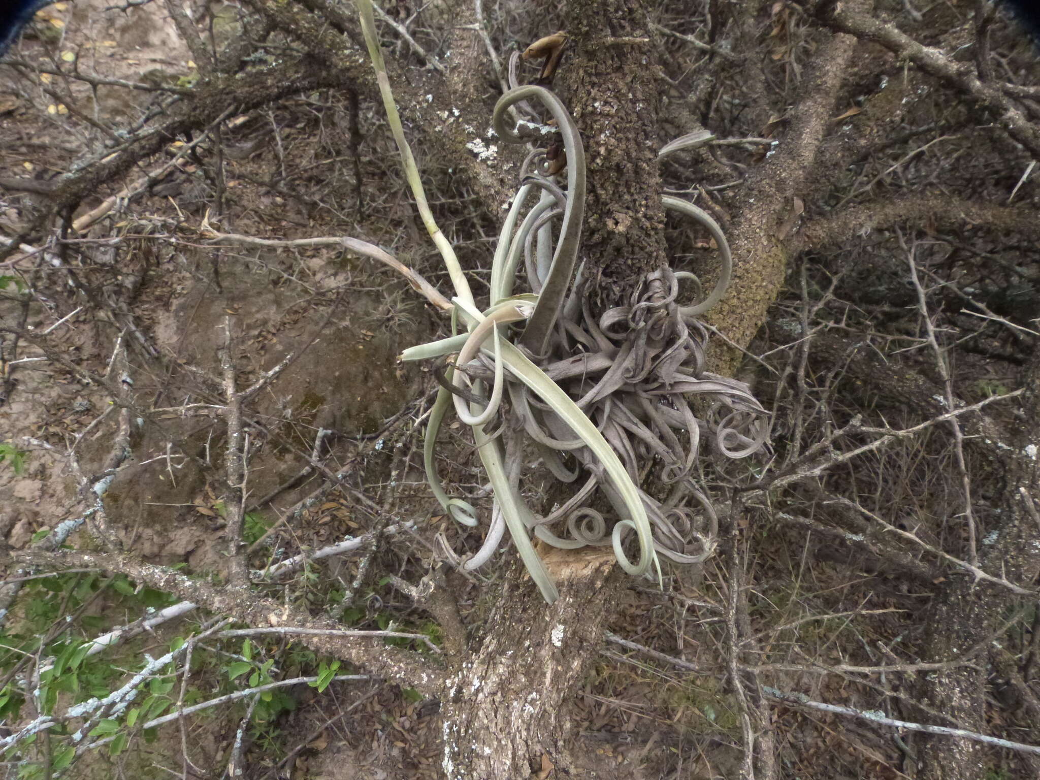 Image of Tillandsia duratii Vis.