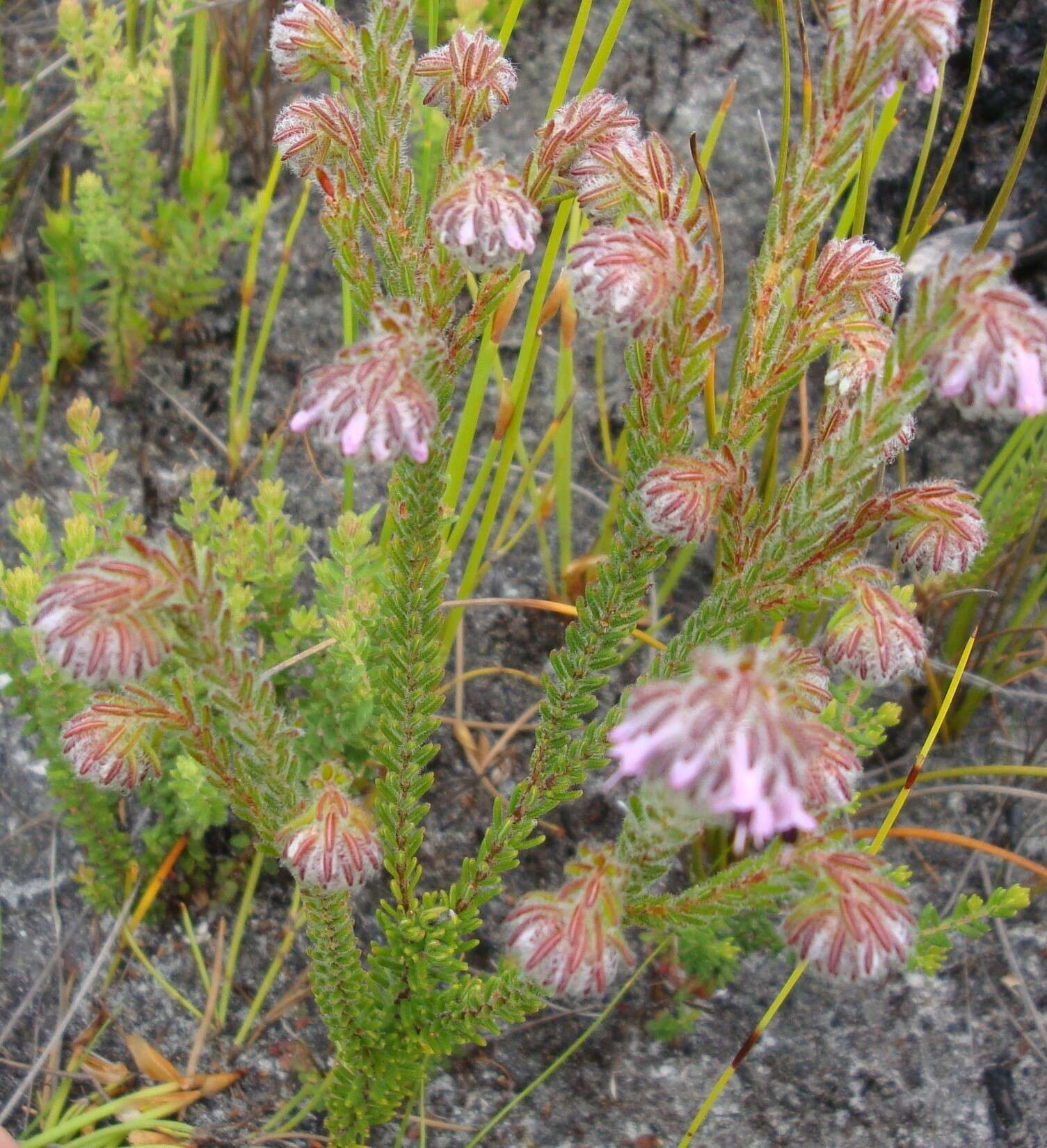 Image of Erica barbigeroides E. G. H. Oliver