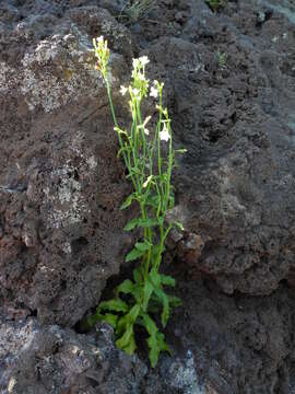 Image of Wahlenbergia lobelioides (L. fil.) Link