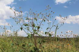 Image of annual bushsunflower