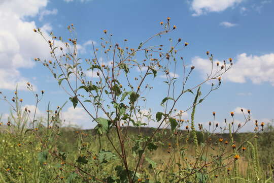 Image of annual bushsunflower