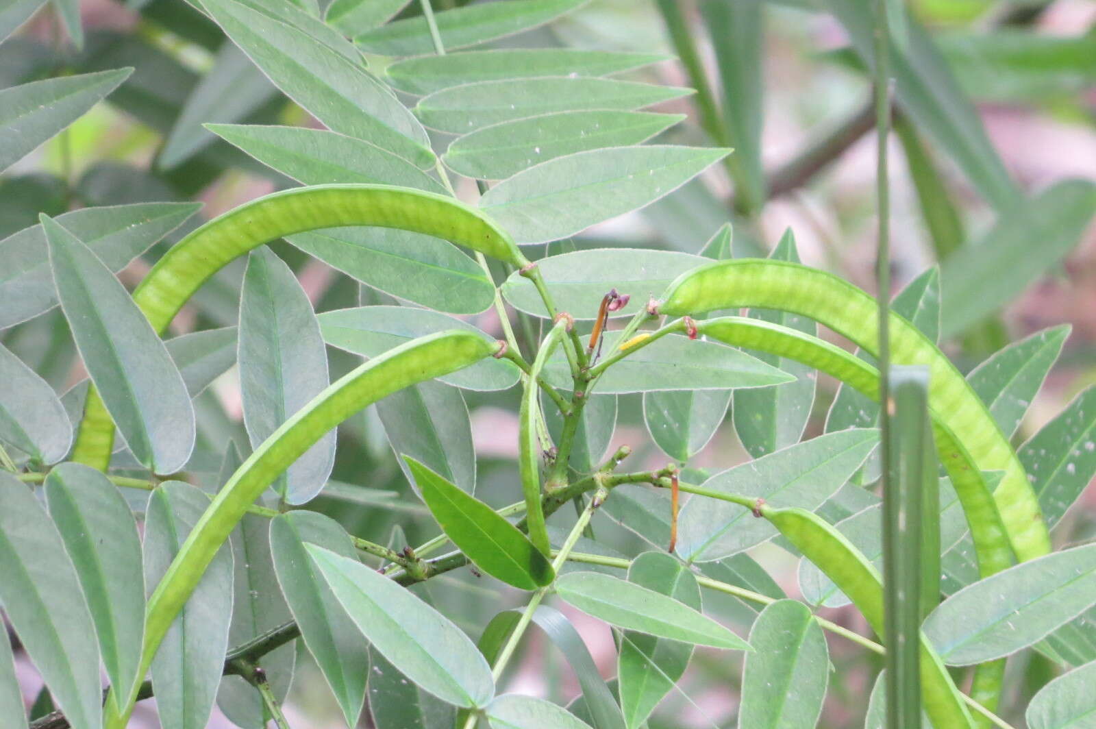 Image of privet senna