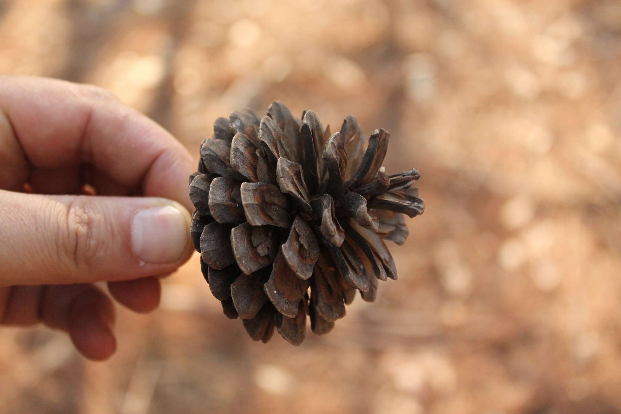 Image de Pinus oocarpa Schiede ex Schltdl.