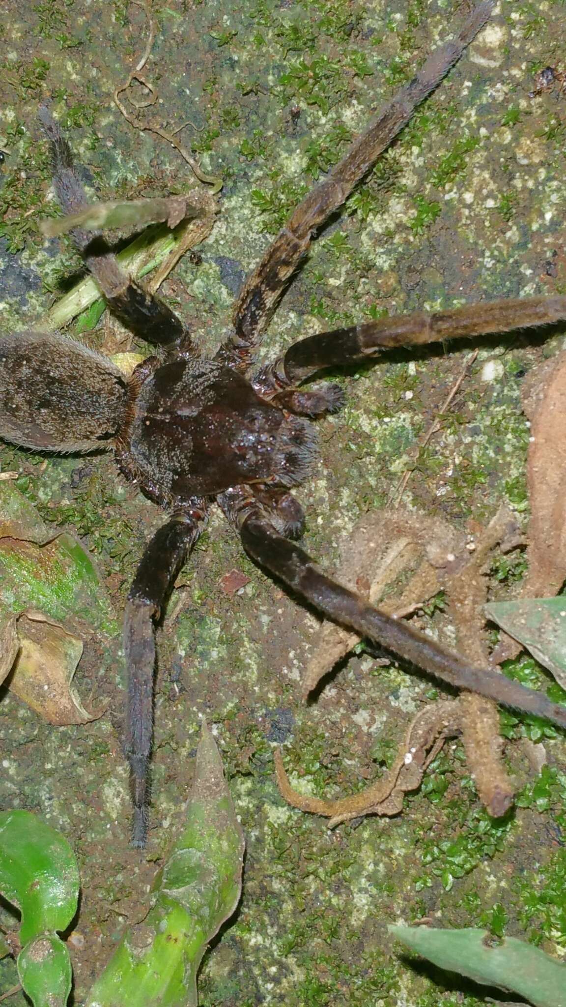 Image of Ancylometes bogotensis (Keyserling 1877)