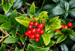 Imagem de Skimmia