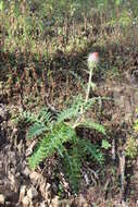 Cirsium ehrenbergii Sch. Bip.的圖片